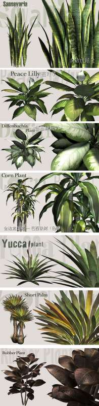 很好用的各种室内植物模型!!!!!!!的图片2