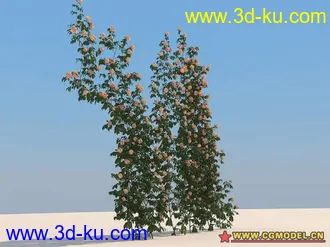 rose玫瑰花超级模型一套！！的图片