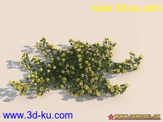 rose玫瑰花超级模型一套！！的图片