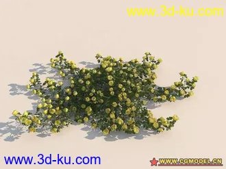 rose玫瑰花超级模型一套！！的图片