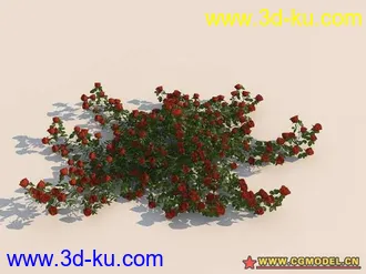 rose玫瑰花超级模型一套！！的图片