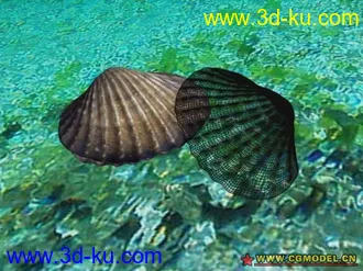 3D打印模型泥蚶的图片