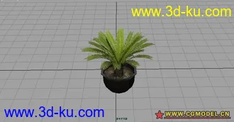 3D打印模型盆景植物 铁树的图片