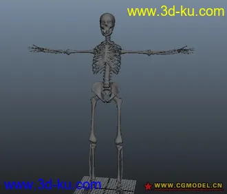人体骨骼模型的图片