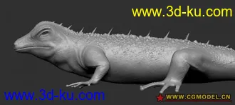 蜥蜴模型的图片