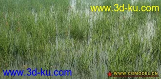 3D打印模型很漂亮的照片级芦苇荡场景的图片