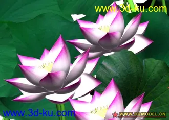 3D打印模型荷花的图片