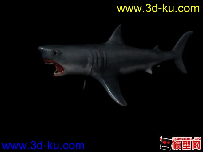 鲨鱼  +材质模型的图片1