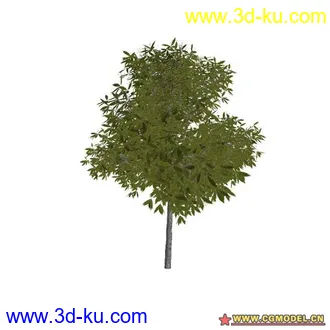 3D打印模型树02的图片