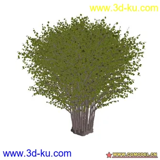 3D打印模型树02的图片