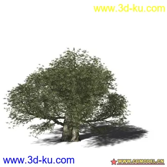 3D打印模型树03的图片