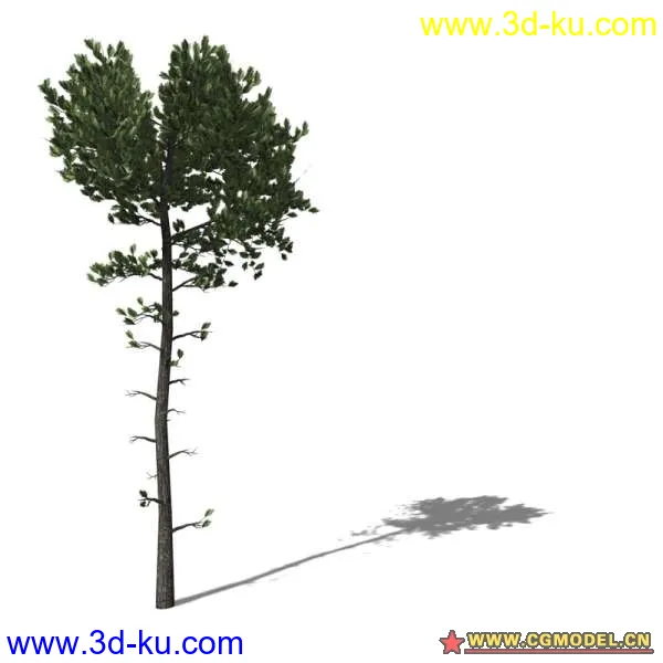 树03模型的图片5