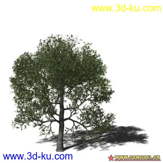 3D打印模型树03的图片