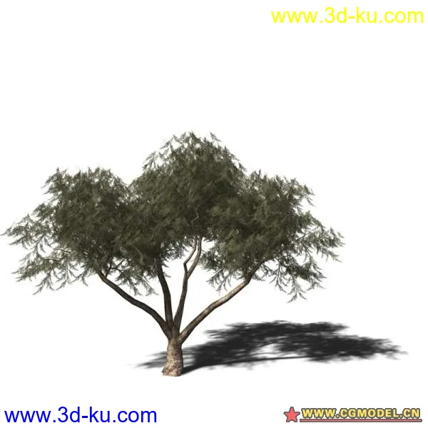 树03模型的图片13