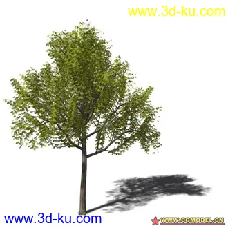 3D打印模型树03的图片