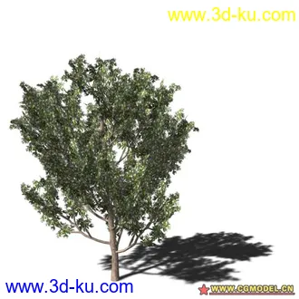 3D打印模型树03的图片