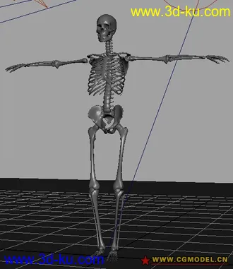 3D打印模型MAYA骷髅骨架的图片