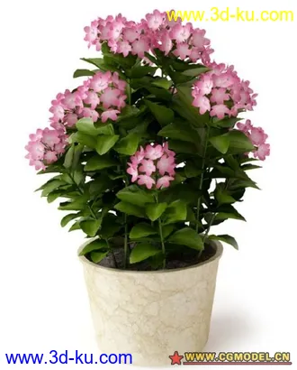 植物模型的图片