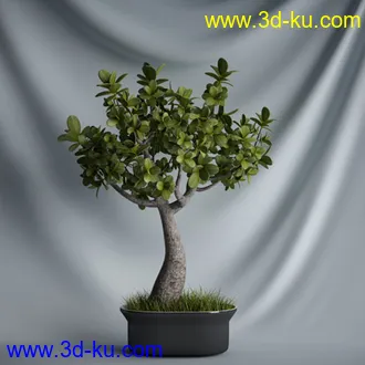 盆景模型,盆栽模型,鲜花模型,花瓶模型,玫瑰,仙人掌,百合等模型20个的图片2