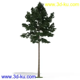 树模型,各种树模型合集,共20个的图片