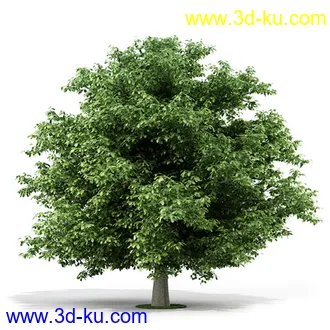 树模型,各种树模型合集,共20个的图片