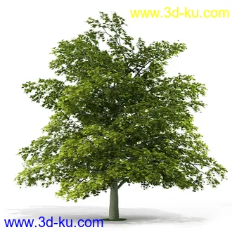 树模型,各种树模型合集,共20个的图片