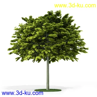 树模型,各种树模型合集,共20个的图片