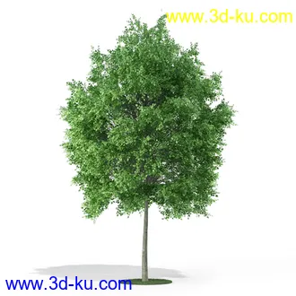 树模型,各种树模型合集,共20个的图片