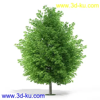 树模型,各种树模型合集,共20个的图片