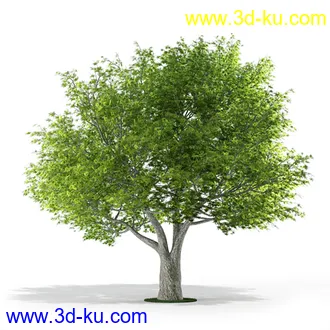 树模型,各种树模型合集,共20个的图片