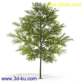 树模型,各种树模型合集,共20个的图片