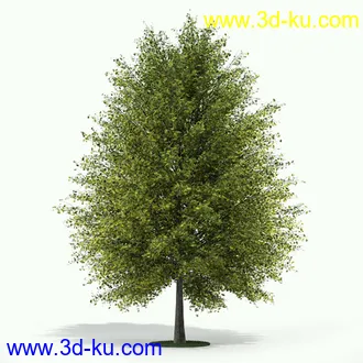 树模型,各种树模型合集,共20个的图片