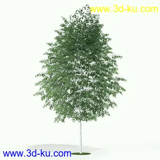 树模型,各种树模型合集,共20个的图片