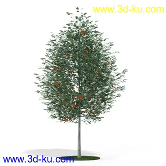 树模型,各种树模型合集,共20个的图片