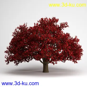 树合集模型,枫树,松树,圣诞树,桦树,榕树,柳树,橡树等模型25个的图片