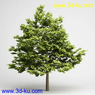 树合集模型,枫树,松树,圣诞树,桦树,榕树,柳树,橡树等模型25个的图片