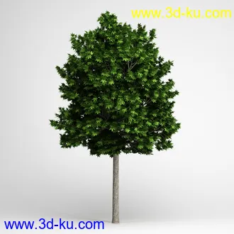 树合集模型,枫树,松树,圣诞树,桦树,榕树,柳树,橡树等模型25个的图片