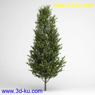 树合集模型,枫树,松树,圣诞树,桦树,榕树,柳树,橡树等模型25个的图片