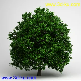 树合集模型,枫树,松树,圣诞树,桦树,榕树,柳树,橡树等模型25个的图片