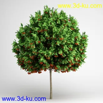 树合集模型,枫树,松树,圣诞树,桦树,榕树,柳树,橡树等模型25个的图片