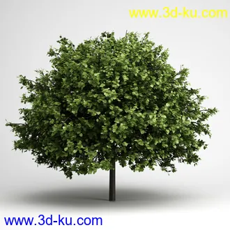 树合集模型,枫树,松树,圣诞树,桦树,榕树,柳树,橡树等模型25个的图片