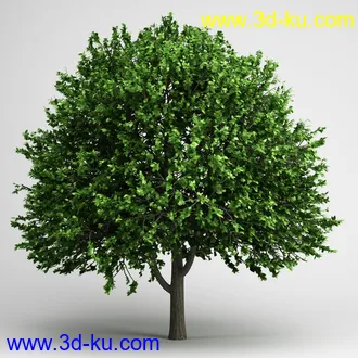 树合集模型,枫树,松树,圣诞树,桦树,榕树,柳树,橡树等模型25个的图片