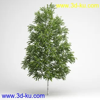 树合集模型,枫树,松树,圣诞树,桦树,榕树,柳树,橡树等模型25个的图片