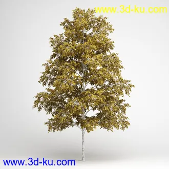 树合集模型,枫树,松树,圣诞树,桦树,榕树,柳树,橡树等模型25个的图片