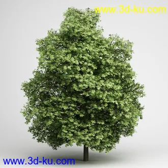 树合集模型,枫树,松树,圣诞树,桦树,榕树,柳树,橡树等模型25个的图片