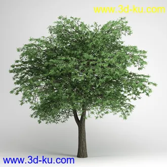 树合集模型,枫树,松树,圣诞树,桦树,榕树,柳树,橡树等模型25个的图片