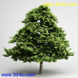 树合集模型,枫树,松树,圣诞树,桦树,榕树,柳树,橡树等模型25个的图片