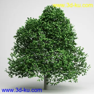 树合集模型,枫树,松树,圣诞树,桦树,榕树,柳树,橡树等模型25个的图片