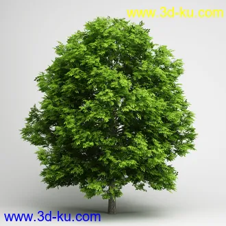 树合集模型,枫树,松树,圣诞树,桦树,榕树,柳树,橡树等模型25个的图片