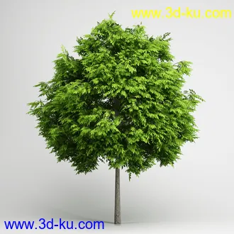 树合集模型,枫树,松树,圣诞树,桦树,榕树,柳树,橡树等模型25个的图片